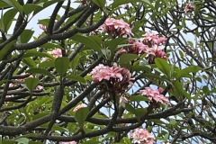IMG_20250505_121616-14